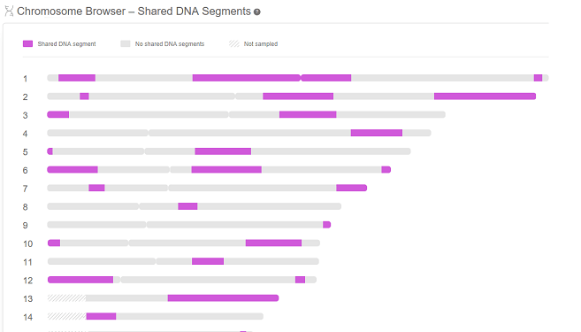Comment utiliser le Comparateur de Chromosomes en généalogie ?