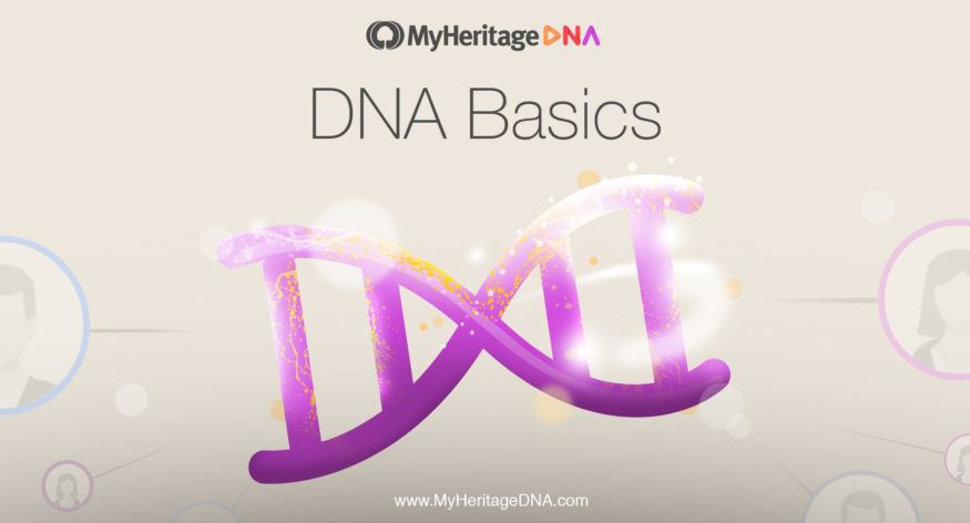 Notions de base de l’ADN
