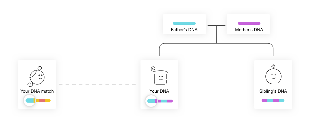 Comment Fonctionnent Les Correspondances ADN ? - Base De Connaissance De  MyHeritage